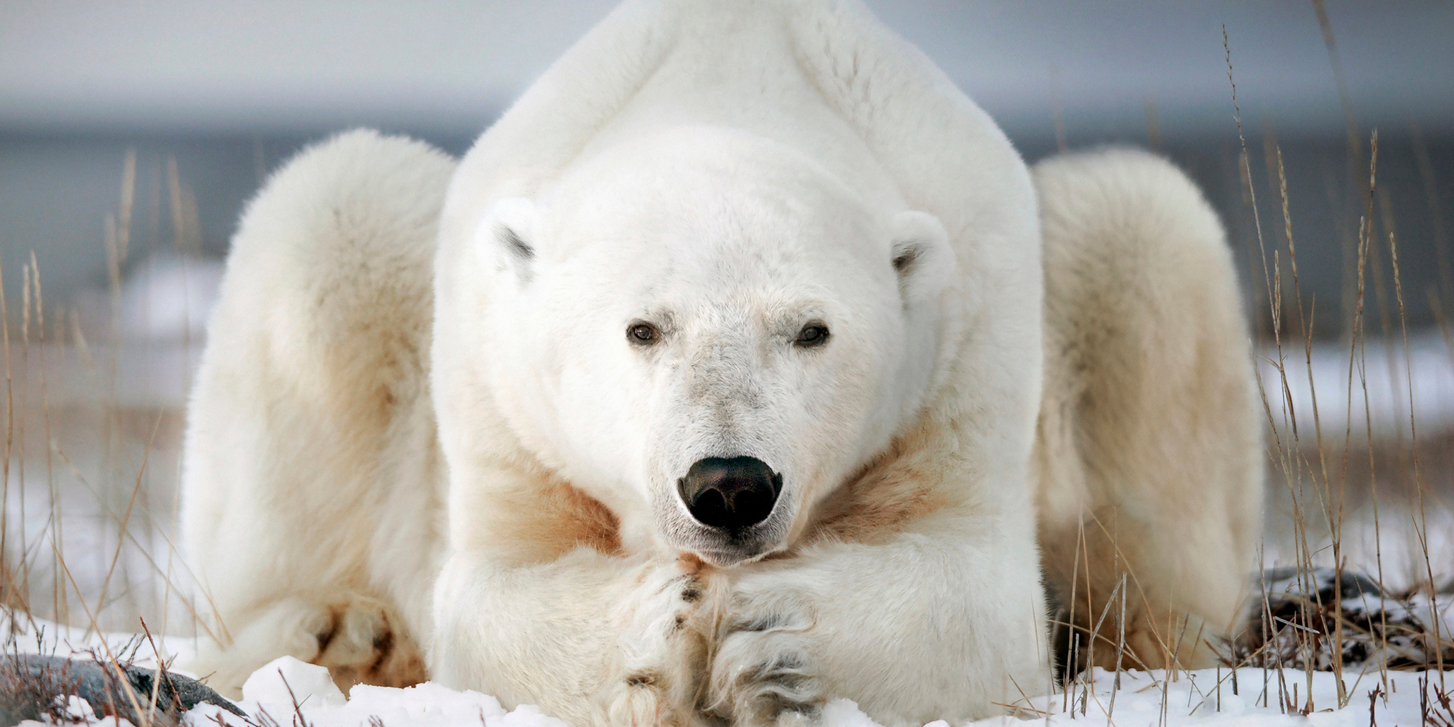 L' ours blanc