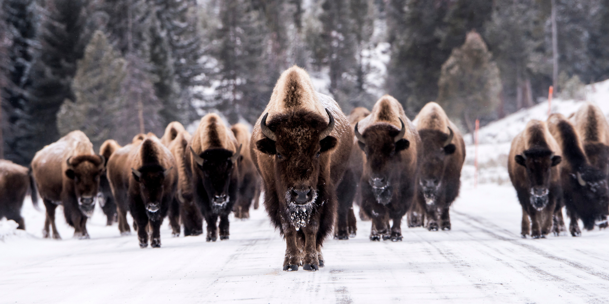 Les Bisons du Parc Yellowstone